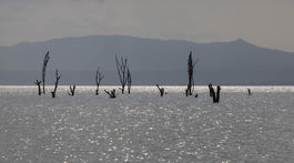mrtve stromy naivasha jazero klimaticka zmena kena afrika