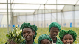 pracovnici farmy longonot naivasha kena pestovanie kvetov