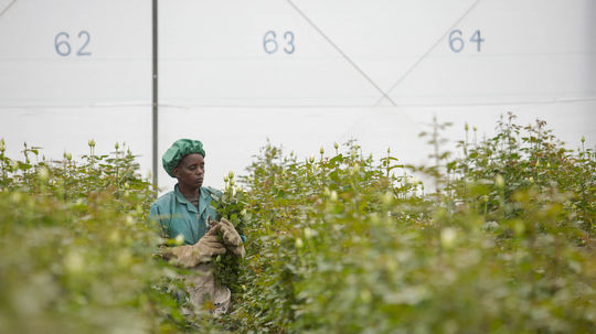 Ruže na farme Longonot sa pestujú už výlučne...
