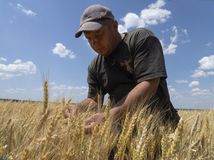 Pre ukrajinskú pšenicu dokázali vraždiť
