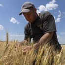 vojna na ukrajine, obilie, pšenica