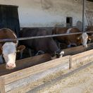 Agrodružstvo Turňa nad Bodvou