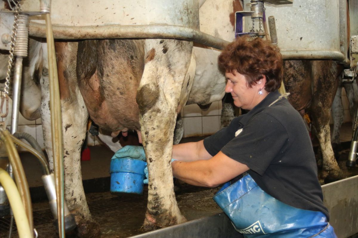 Mlieko poskytuje prácu tisíckam žien na vidieku.