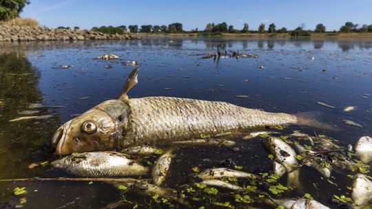 Z Odry Poliaci vylovili päť ton uhynutých rýb, panujú obavy z kontaminácie