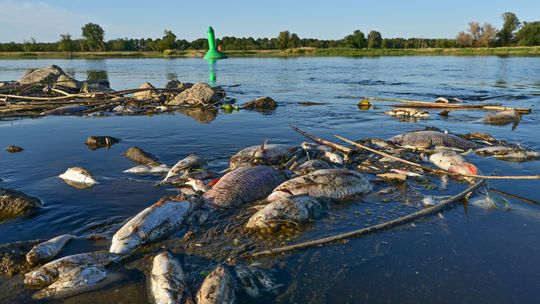 V rybníku pri českom meste Slaný uhynuli tony rýb