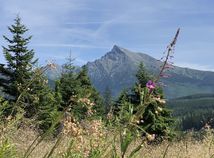 SR TANAP pozorovanie medvede záujem turisti POX