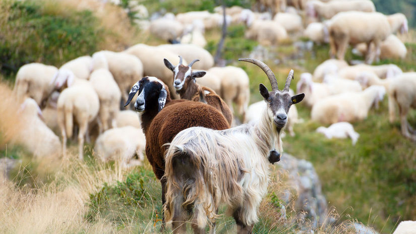 ovce kozy