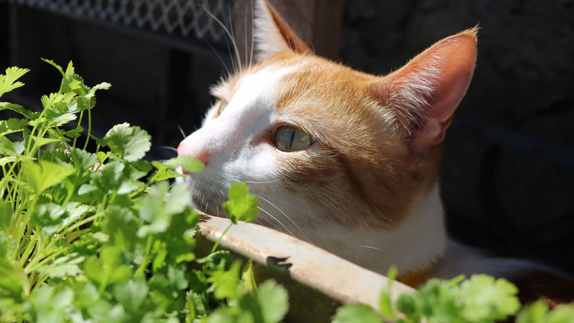 mačka v záhrade