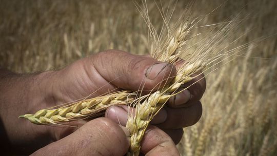 Česko nenašlo v obilninách a iných produktoch z Ukrajiny žiadnu nevyhovujúcu vzorku