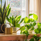 polievanie izbových rastlín