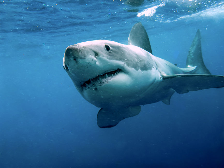 Great White Shark  biely žralok
