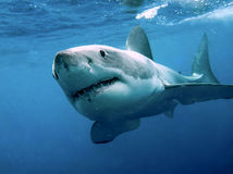 Great White Shark  biely žralok