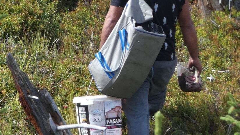 Na zber používajú rôzne hrebene, ktorými...