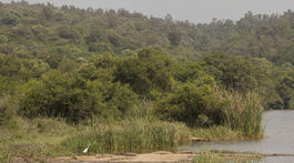 kena, afrika, narodny park nairobi,