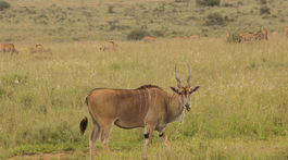 kena, narodny park nairobi, antilopa losia