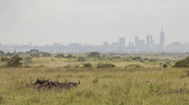 kena, narodny park nairobi, byvol africky