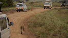 kena, narodny park nairobi, divocina, lev