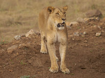 kena, narodny park nairobi, divocina, lev