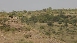kena, narodny park nairobi, divocina