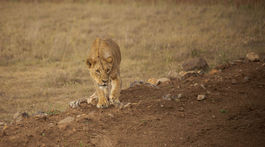 kena, narodny park nairobi, lev, divocina