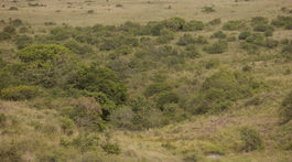 kena, narodny park nairobi