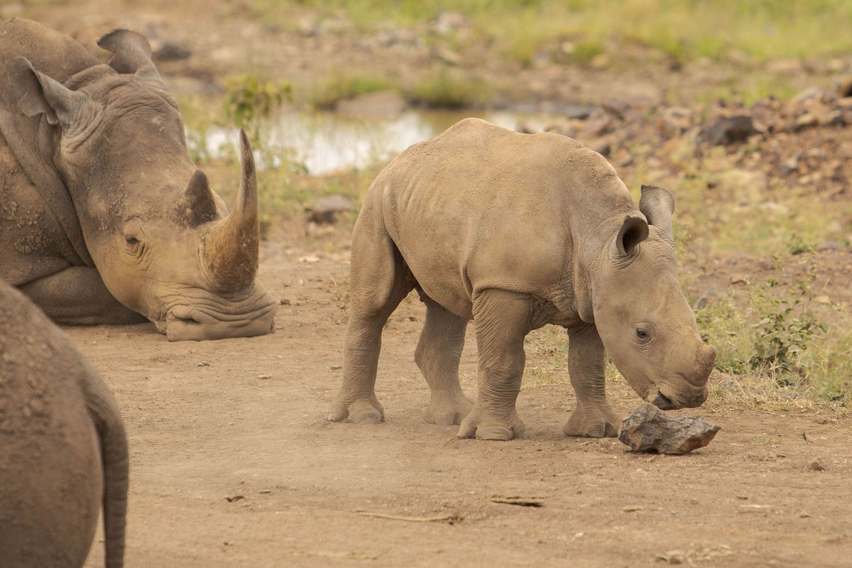 kena, narodny park nairobi, nosorozec ostronosy