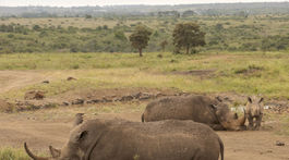 kena, narodny park nairobi, nosorozec ostronosy