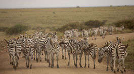 kena, narodny park nairobi, zebra, zebry