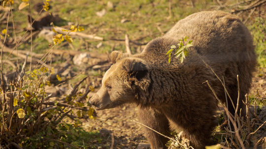 Zvernica v Javorine sa možno premení na "Jurský park" medveďov