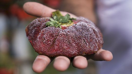 Toto je najnovšie najťažšia na jahoda na...