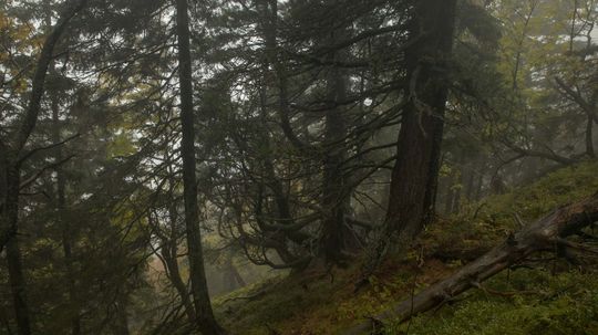 Limbu sadí vták - orešnica. Vyďobáva zo šišiek...