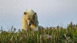 Ľadový medveď, výstava