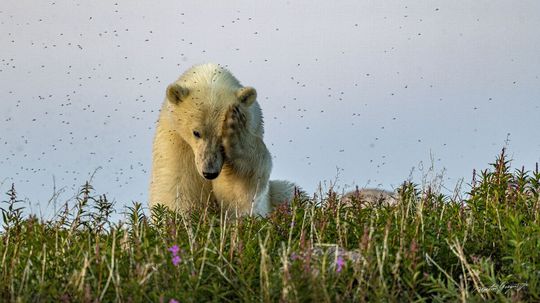 V boji s dotieravým hmyzom.