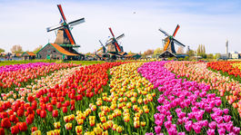 Holandsko, veterné mlyny, tulipány