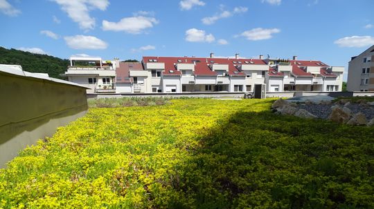Mesto Žilina reaguje na klimatickú zmenu. Na mestskom úrade vyrástla zelená strecha 