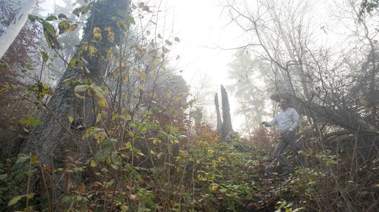 Lykožrút vniesol do temných smrečín svetlo a...