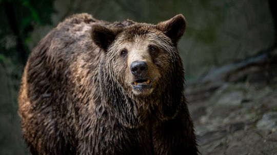Odstrel medveďa nie je možný. Chráni ho európska legislatíva 