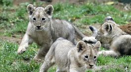 zoo - bežiace sivé levíčatá