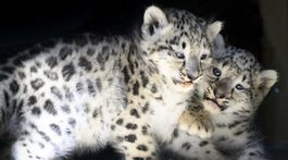 zoo - dva biele leopardy