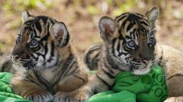 zoo - tigríčatá