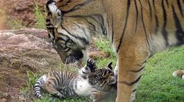 zoo - tigríčatá