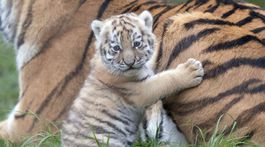 zoo - tigrík dotýkajúci sa matky