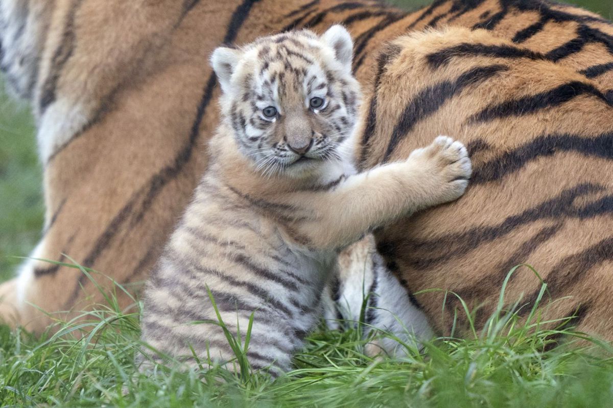zoo - tigrík dotýkajúci sa matky