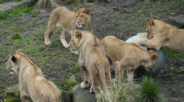 zoo - tri jednoročné levy