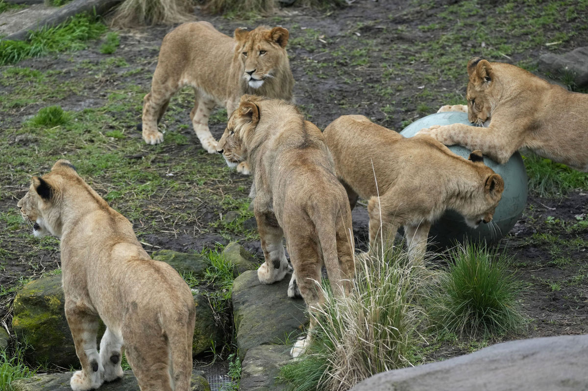 zoo - tri jednoročné levy