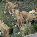 zoo - tri jednoročné levy