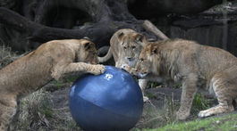 zoo - tri jednoročné levy