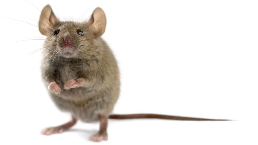 myš, hlodavec, potkan