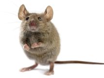 Vedcom sa podarilo u myší odchovať...