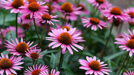 echinacea